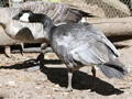 Taverner's Cackling Geese